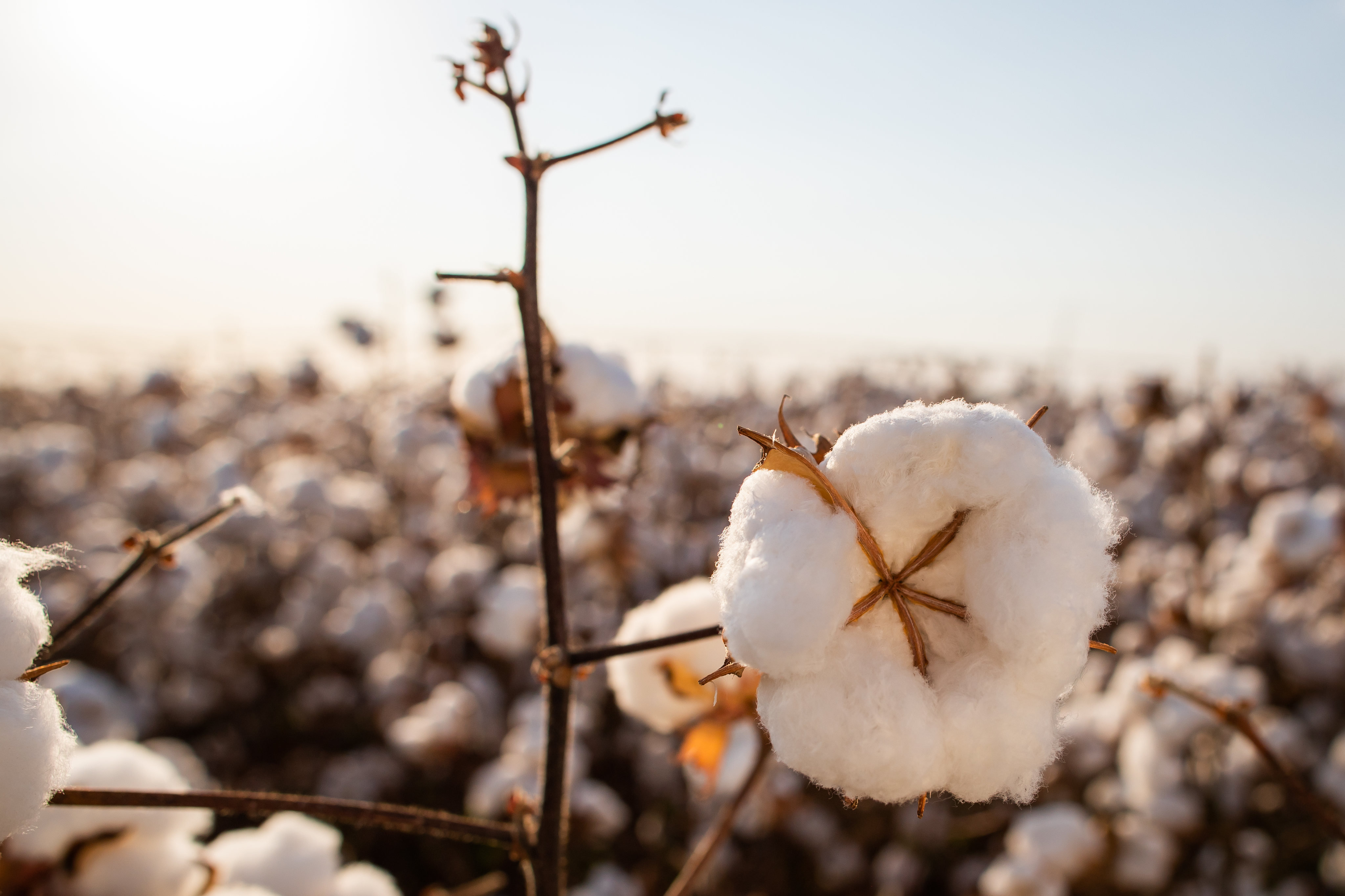 Parceria entre Clube Agro Brasil e Agrofy amplia vitrine do varejo agro –  Revista Ideal