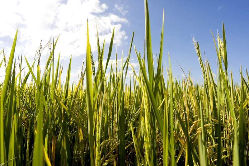 Clube Agro apresenta novidades na Expodireto 2023 - Revista Cultivar