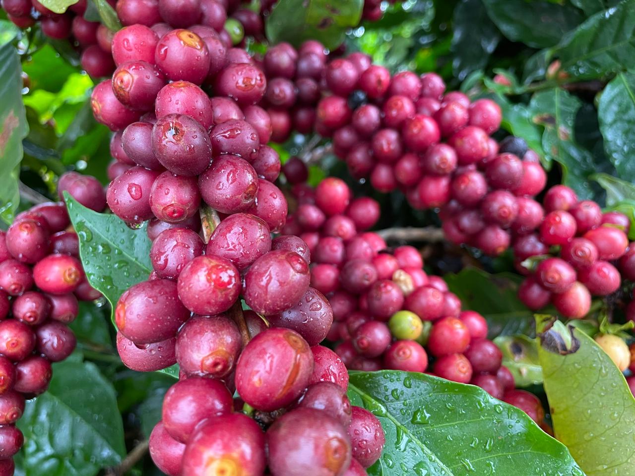 Prefeitura Municipal participa palestra sobre Cultivo de Café