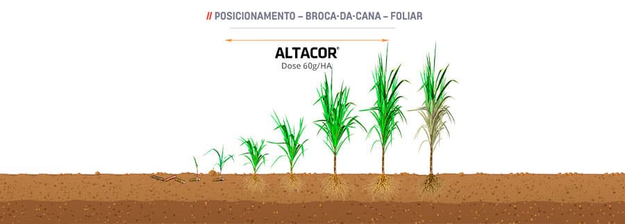 Broca-da-Cana - Foliar