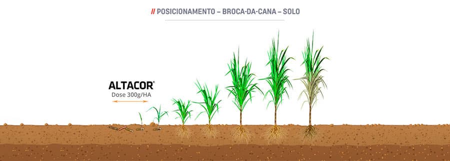 Broca-da-Cana - Solo