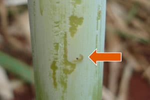 Broca-da-cana (Diatraea saccharalis)